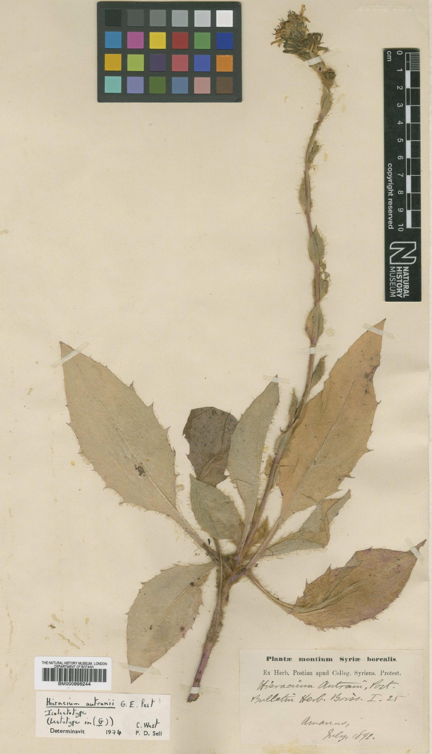 To NHMUK collection (Hieracium autranii Post; Isolectotype; NHMUK:ecatalogue:480486)