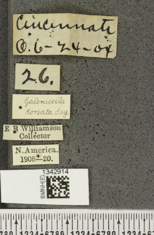 Paratriarius dorsatus (Say, 1824) - BMNHE_1342914_label_24346