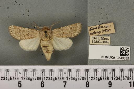 Luperina nickerlii gueneei Doubleday, 1864 - NHMUK_010540635_598519