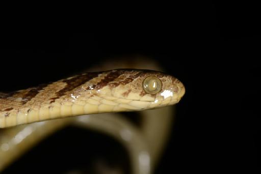 Dasypeltis scabra Linnaeus, 1758 - DSC_4986 Dasypeltis scabra 1887.12.1.19.JPG