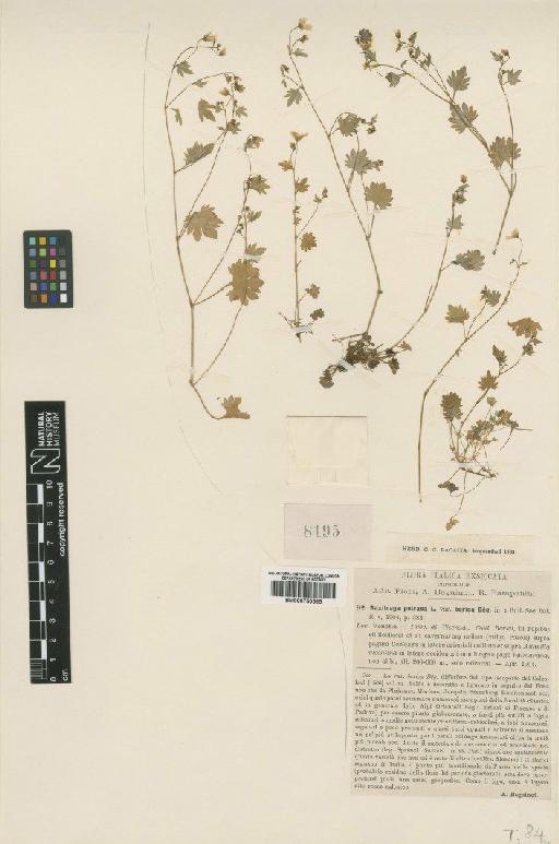 Saxifraga petraea L. - BM000750565