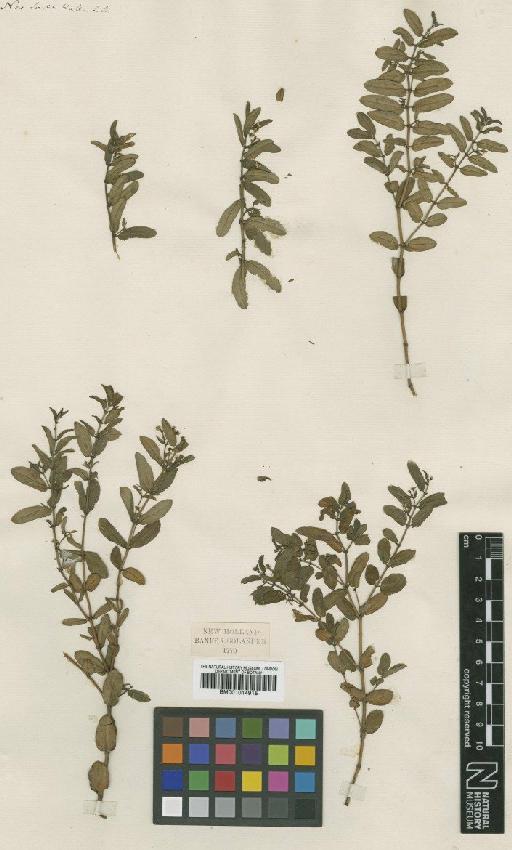 Euphorbia macgillivrayi Boiss. - BM001014915