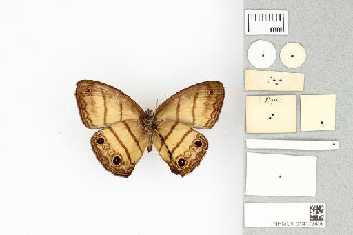 Euptychia francisca Butler, 1870 - 014172458_francisca_syntype_2_ventral