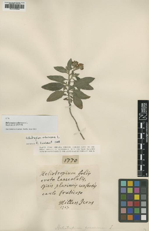 Heliotropium arborescens L. - BM000956328