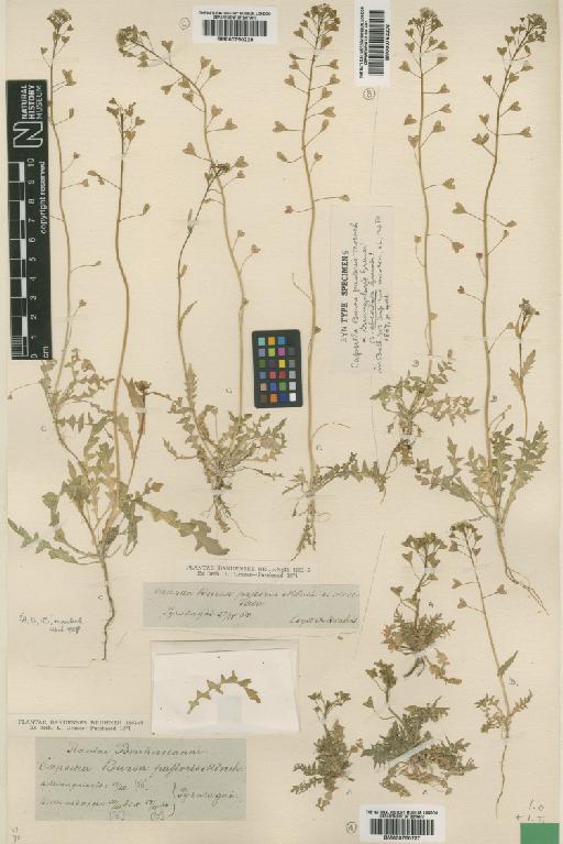 Capsella bursa-pastoris (L.) Medik. - BM000750228