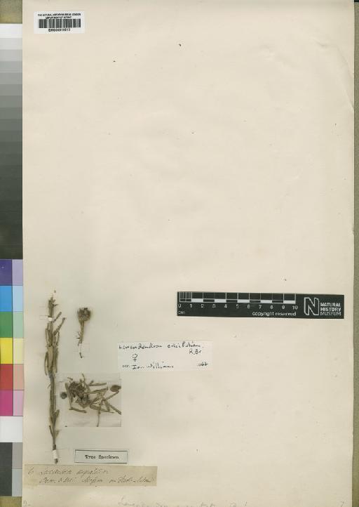 Leucadendron ericifolium R.Br. - BM000910613