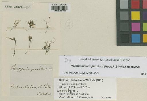 Thamnobryum pumilum (Hook. & Wilson) B.C.Tan in B.M.Thiers - BM000667791