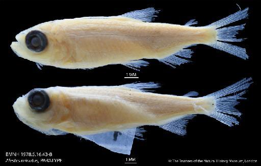 Alestes minutus Hopson & Hopson, 1982 - BMNH 1978.5.16.43-8 Alestes minutus, PARATYPE