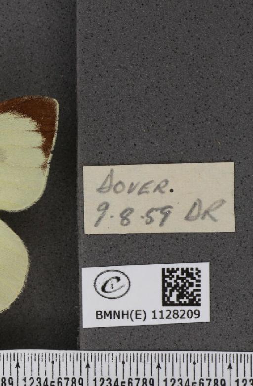 Pieris brassicae ab. flava Kane, 1893 - BMNHE_1128209_label_85100