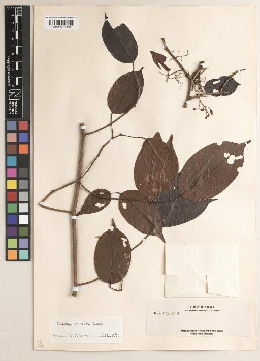 Dalbergia rostrata Hassk. - BM013405439