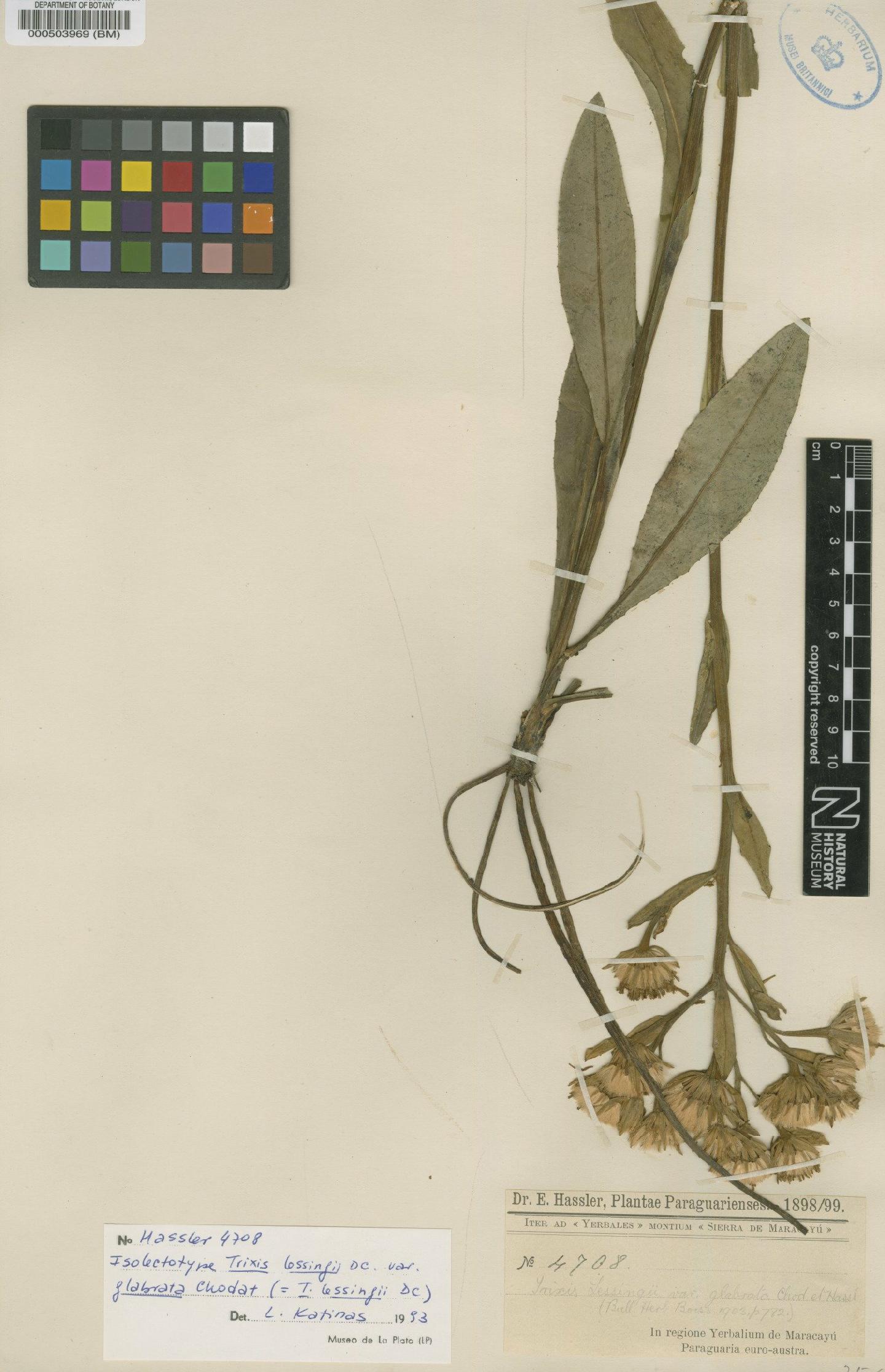 To NHMUK collection (Trixis lessingii DC.; Isolectotype; NHMUK:ecatalogue:4567348)