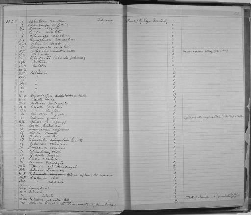 Astropecten monacanthus Sladen, 1883 - Zoology Accessions Register: Annelida & Echinoderms: 1884 - 1923: page 22