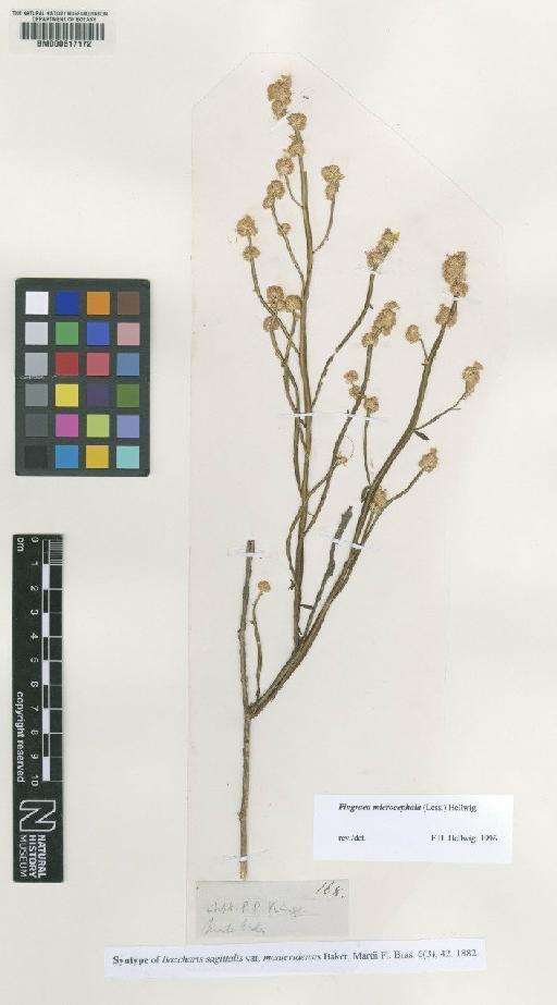 Pingraea microcephala (Less) Hellw - BM000617172