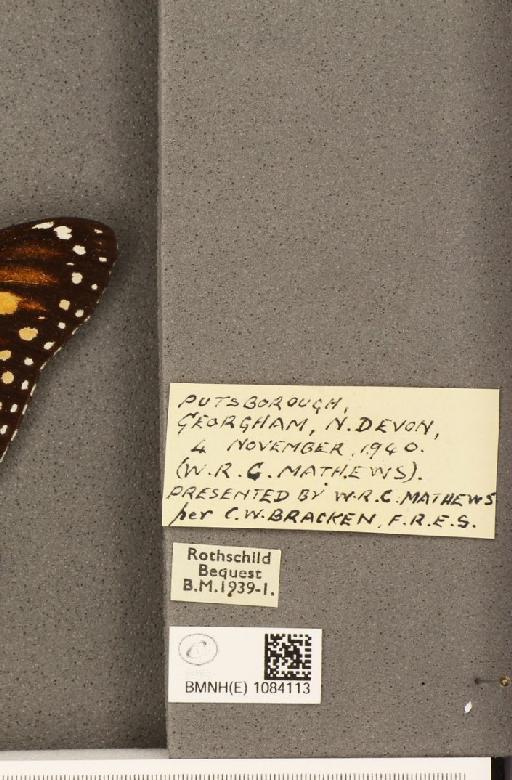 Danaus plexippus (Linnaeus, 1758) - BMNHE_1084113_label_53272