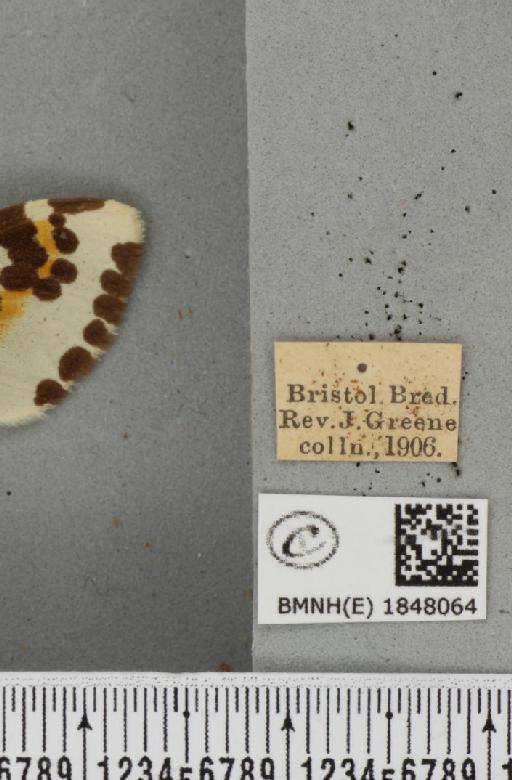 Abraxas grossulariata (Linnaeus, 1758) - BMNHE_1848064_label_418357