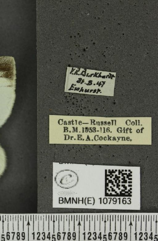 Pieris rapae rapae (Linnaeus, 1758) - BMNHE_1079163_label_70228