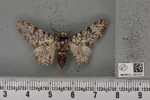 Biston betularia (Linnaeus, 1758) - BMNHE_1843995_434439