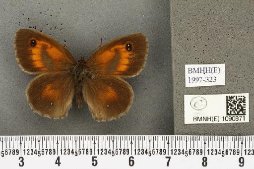 Pyronia tithonus britanniae (Verity, 1914) - BMNHE_1090871_1193