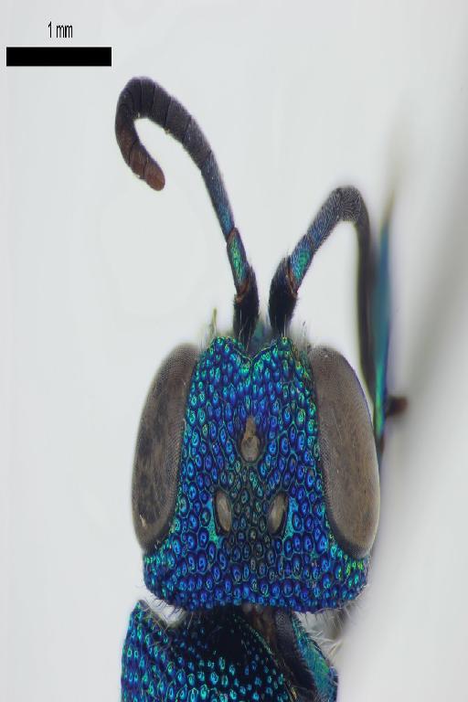 Chrysis elevodentata Linsenmaier, 1982 - Chrysis_elevodentata-BMNH(E)#970878_type-vertex_dorsal-3_2X