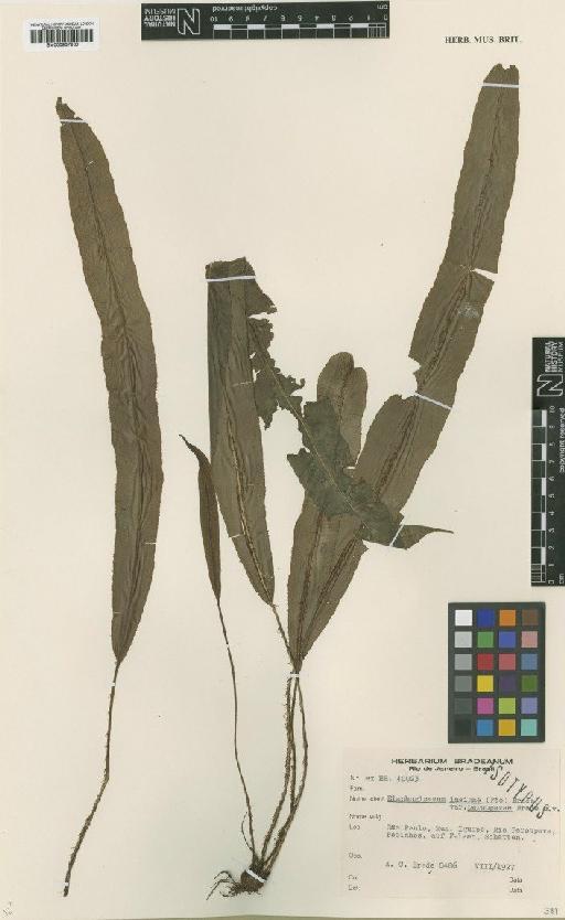 Elaphoglossum prestonii (Baker) J.Sm. - BM000937960