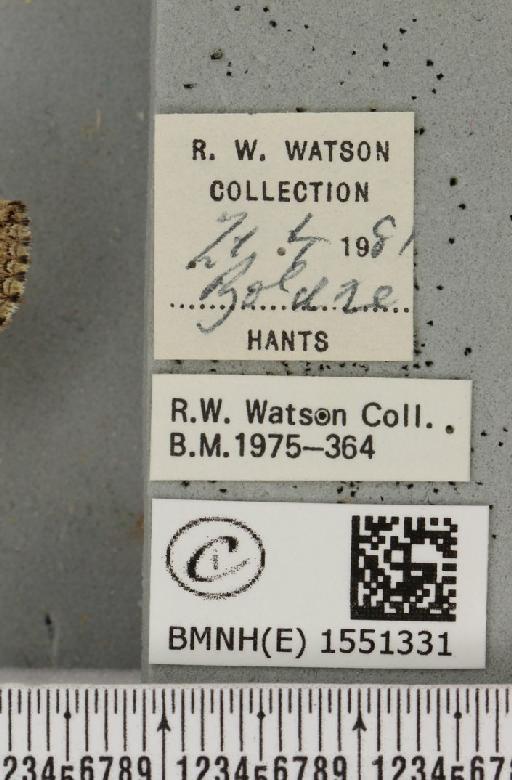 Polyploca ridens (Fabricius, 1787) - BMNHE_1551331_label_238654