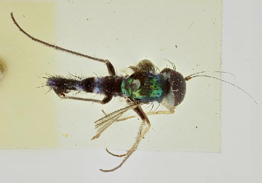 Chrysosoma arctifacies Parent, 1935 - 012809902-Chrysosoma_arctifacies-dorsal_habitus-edit