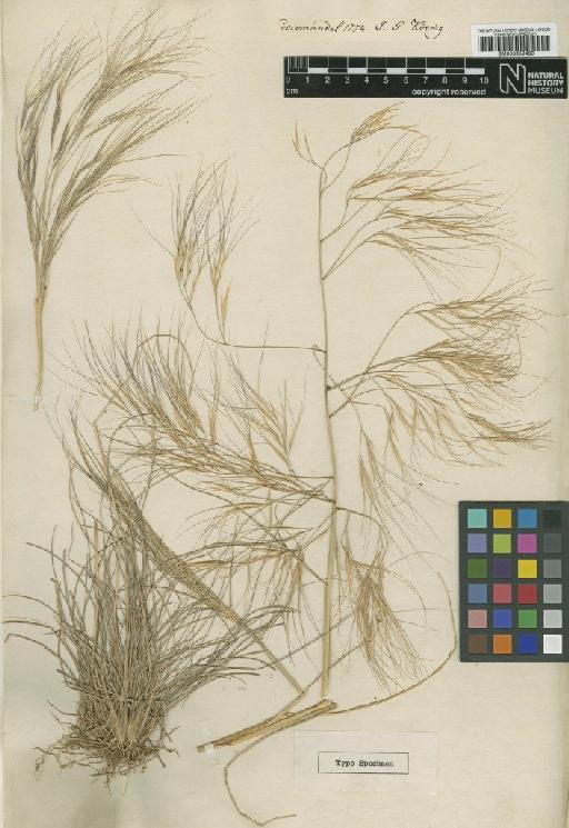 Aristida squarrosa Trin. - BM000959480