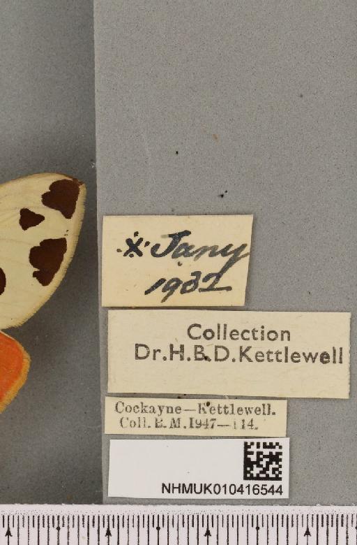 Arctia caja ab. decrescens Cockayne, 1935 - NHMUK_010416544_label_528924