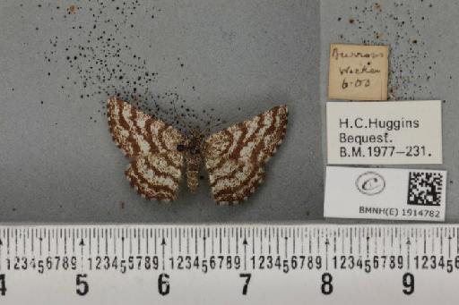 Ematurga atomaria (Linnaeus, 1758) - BMNHE_1914782_487095