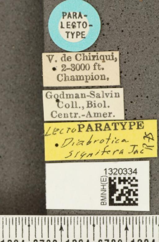 Diabrotica signifera Jacoby, 1887 - BMNHE_1320334_label_18061