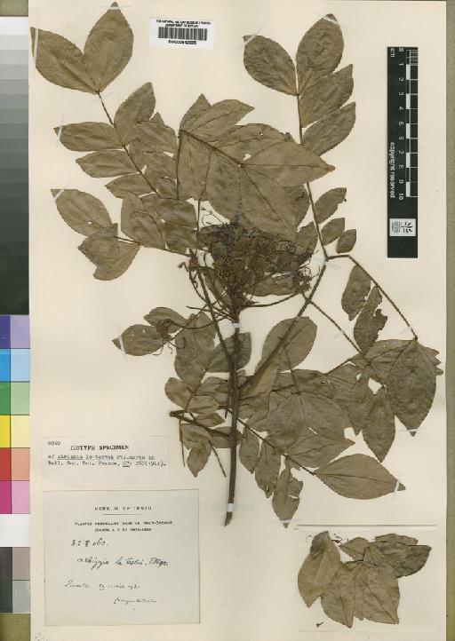 Albizia le-testui Pellegr - BM000842095