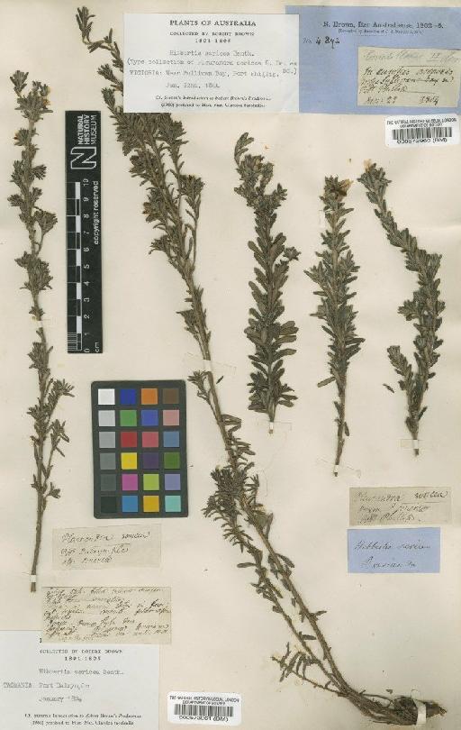 Hibbertia densiflora (Hook.) F.Muell. - BM000573961