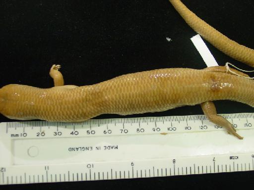 Eugongylus rufescens (Shaw, 1802) - Eugongylus rufescens type M.macrura 1946.8.13.73 017.JPG