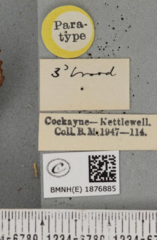 Selenia tetralunaria ab. nigrescens Cockayne, 1949 - BMNHE_1876885_a_label_449290