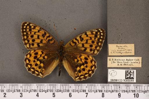 Argynnis aglaja (Linnaeus, 1758) - BMNHE_1085544_54465