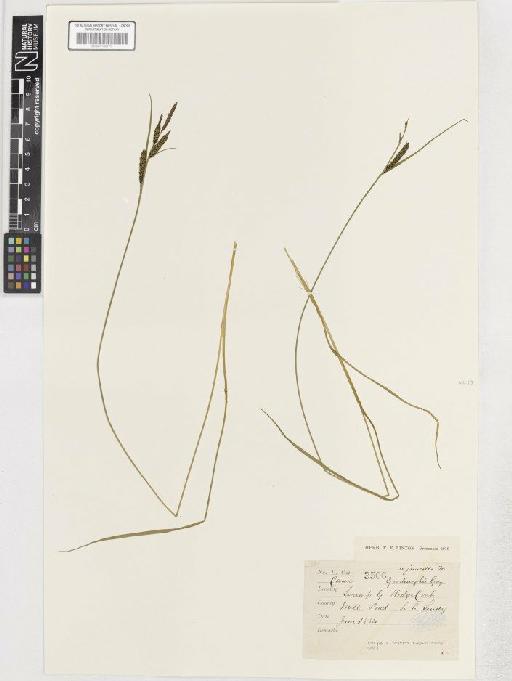 Carex nigra var. juncella - BM001183776 C