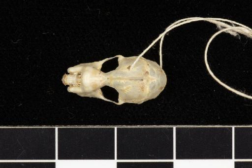 Rhinolophus refulgens cuneatus Andersen,  1918 - 1907_1_9_3-Rhinolophus_refulgens_cuneatus-Holotype-Skull-dorsal