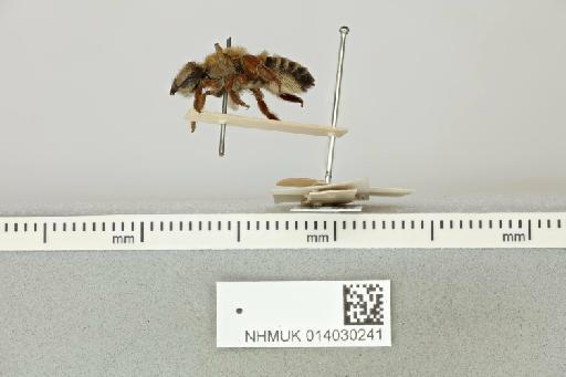 Megachile rubricata Smith, F., 1853 - 014030241__-