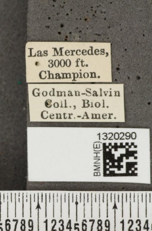 Acalymma coruscum costaricense Bechyné, 1955 - BMNHE_1320290_label_21134