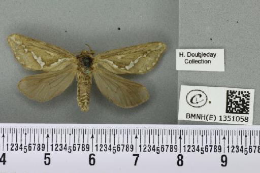 Korscheltellus lupulina (Linnaeus, 1758) - BMNHE_1351058_186427