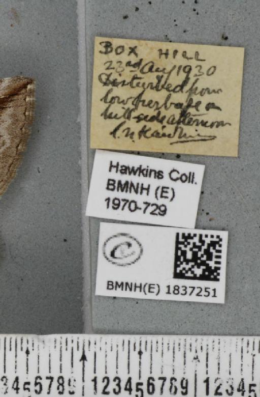 Aplocera plagiata plagiata (Linnaeus, 1758) - BMNHE_1837251_label_406664