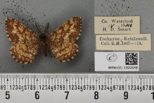 Ematurga atomaria (Linnaeus, 1758) - BMNHE_1920548_486424