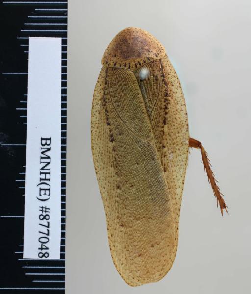 Rhabdoblatta dilatata (von Wattenwyl, 1865) - Rhabdoblatta dilatata Brunner von Wattenwyl, 1865, male, non type, dorsal. Photographer: Aging Wang. BMNH(E)#877048