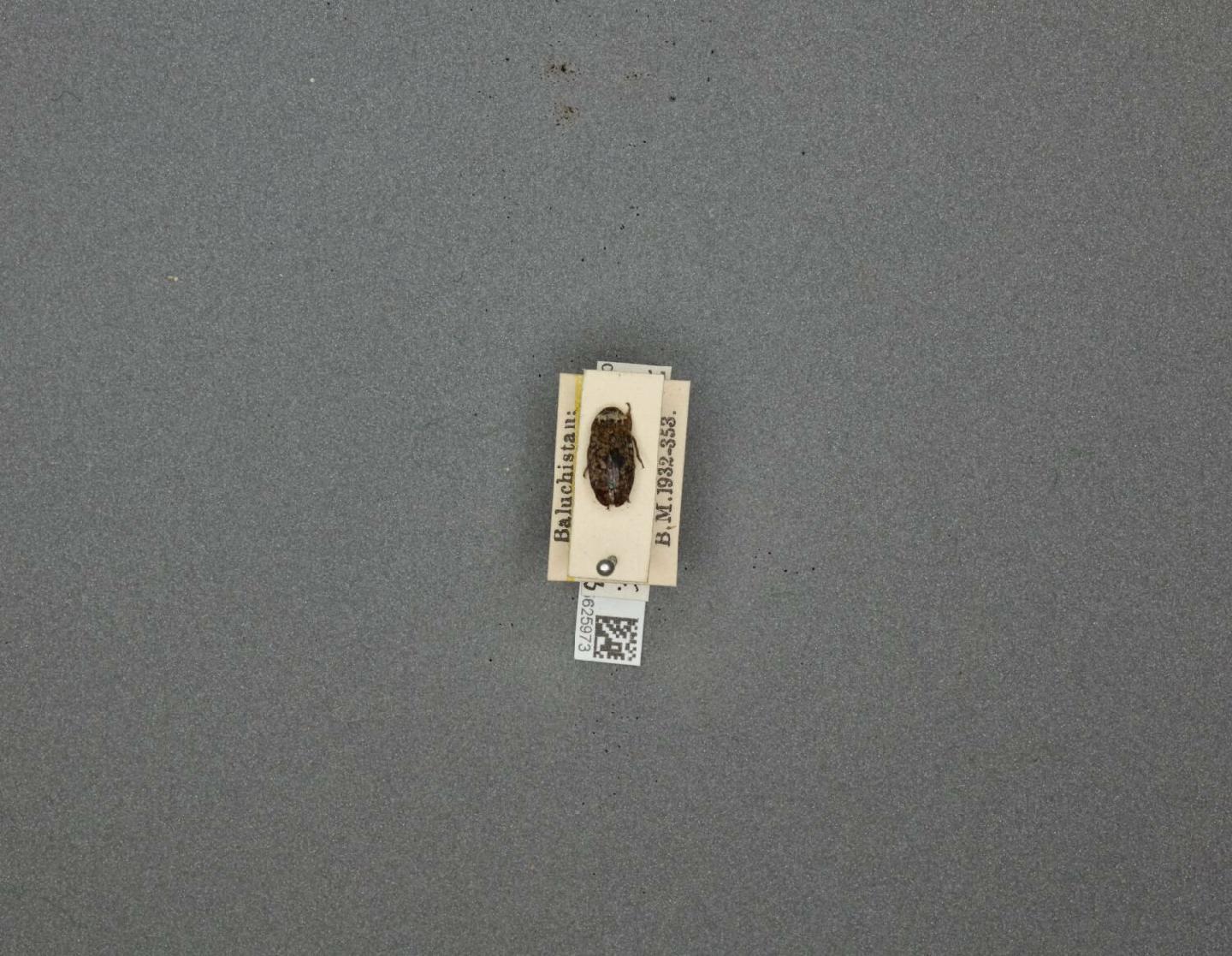 Dermestes coronatus thumbnail