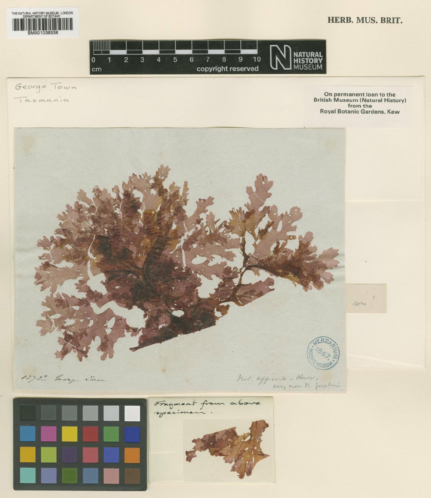 To NHMUK collection (Hymenena affinis (Harv.) Kylin; TYPE; NHMUK:ecatalogue:711879)