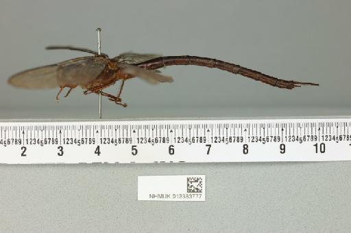 Gynacantha apiaensis Fraser, 1927 - 013383777_lateral