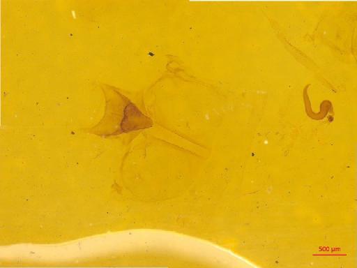 Lasiochila cylindrica (Hope, 1831) - 010131551___9
