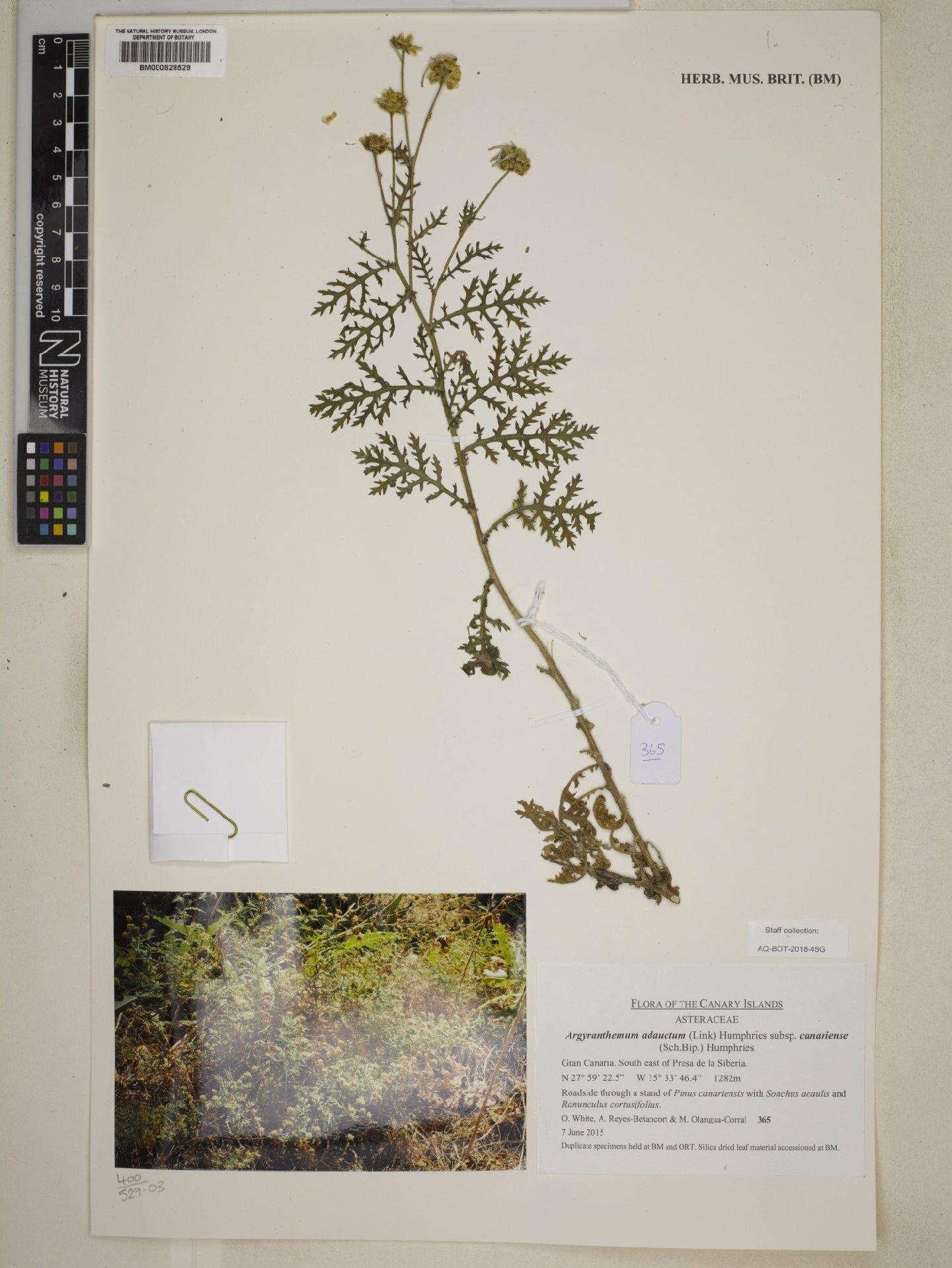 To NHMUK collection (Argyranthemum adauctum subsp. canariense (Sch.Bip.) Humphries; NHMUK:ecatalogue:9072551)