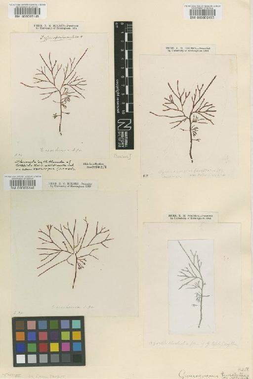 Ahnfeltiopsis paradoxa (Suringar) Masuda - BM000005145