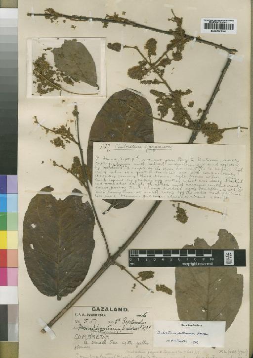 Combretum collinum Fresen. - BM000902160